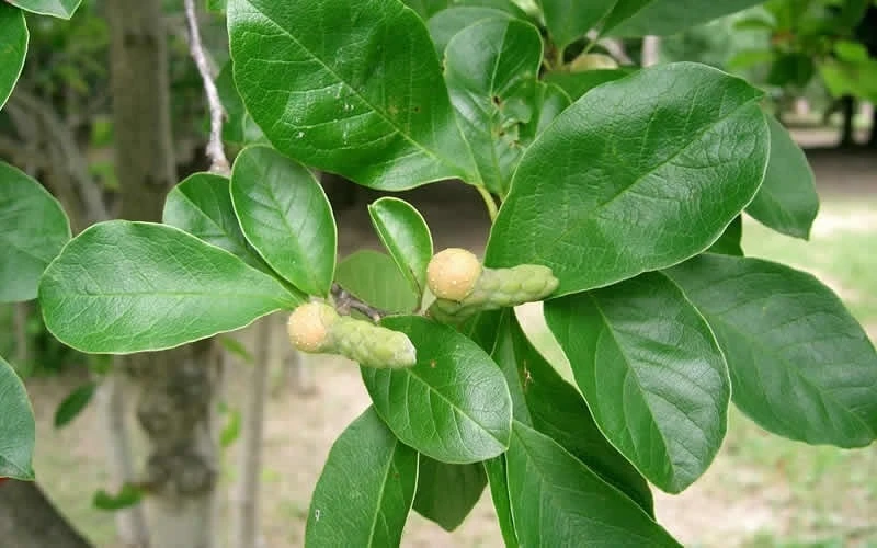 Waterlily Star Magnolia Tree - 3 Gallon Pot 9 Waterlily Star Magnolia Tree - 3 Gallon Pot - Image 9