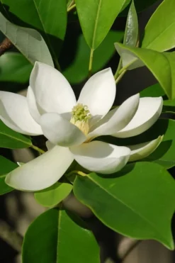Sweetbay Magnolia - 7 Gallon Pot (5-6') -Garden & Outdoors Magnolia Sweet Bay 10