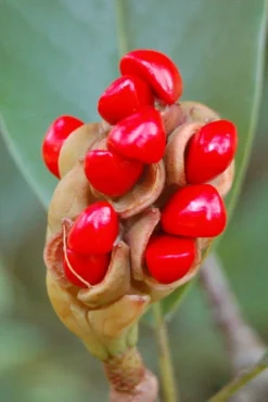 Sweetbay Magnolia - 7 Gallon Pot (5-6') -Garden & Outdoors Magnolia Sweet Bay 14