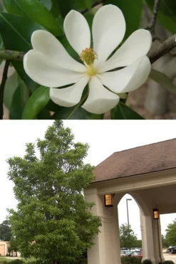Sweetbay Magnolia - 7 Gallon Pot (5-6') -Garden & Outdoors Magnolia Sweetbay 2 500x750 1