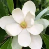 Northern Belle Sweetbay Magnolia Tree - Magnolia Virginiana - 3 Gallon Pot