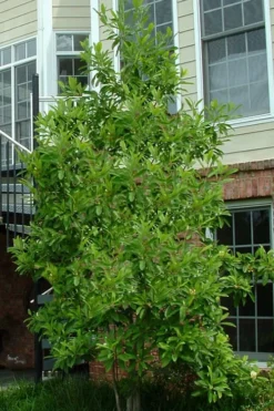 Northern Belle Sweetbay Magnolia Tree - Magnolia Virginiana - 3 Gallon Pot -Garden & Outdoors Magnolia Sweetbay Northern Belle 2
