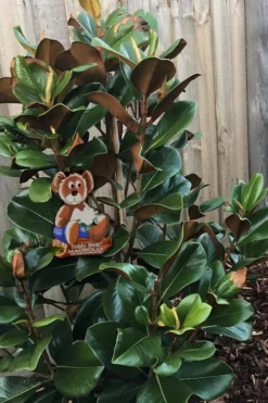 Teddy Bear Dwarf Southern Magnolia - 3 Gallon Pot 11 Teddy Bear Dwarf Southern Magnolia - 3 Gallon Pot -Garden & Outdoors Magnolia Teddy Bear 4