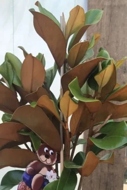 Teddy Bear Dwarf Southern Magnolia - 3 Gallon Pot 12 Teddy Bear Dwarf Southern Magnolia - 3 Gallon Pot -Garden & Outdoors Magnolia Teddy Bear 6