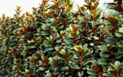 Teddy Bear Dwarf Southern Magnolia - 7 Gallon Pot (3-4') -Garden & Outdoors Magnolia Teddy Bear 8 1