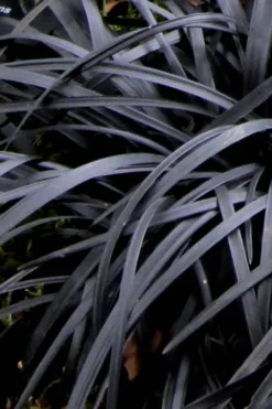 Black Mondo Grass - Ophiopogon Planiscapus 'Nigrescens' - 10 Pack Of Pint Pots 13 Black Mondo Grass - Ophiopogon Planiscapus 'Nigrescens' - 10 Pack Of Pint Pots -Garden & Outdoors Mondo Grass Black 10