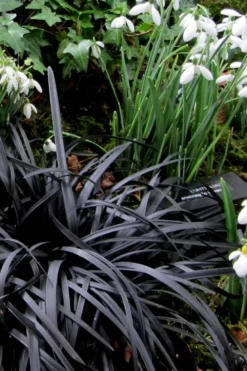 Black Mondo Grass - Ophiopogon Planiscapus 'Nigrescens' - 10 Pack Of Pint Pots 12 Black Mondo Grass - Ophiopogon Planiscapus 'Nigrescens' - 10 Pack Of Pint Pots -Garden & Outdoors Mondo Grass Black 11
