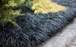 Black Mondo Grass - Ophiopogon Planiscapus 'Nigrescens' - 10 Pack Of Pint Pots 11 Black Mondo Grass - Ophiopogon Planiscapus 'Nigrescens' - 10 Pack Of Pint Pots -Garden & Outdoors Mondo Grass Black 12