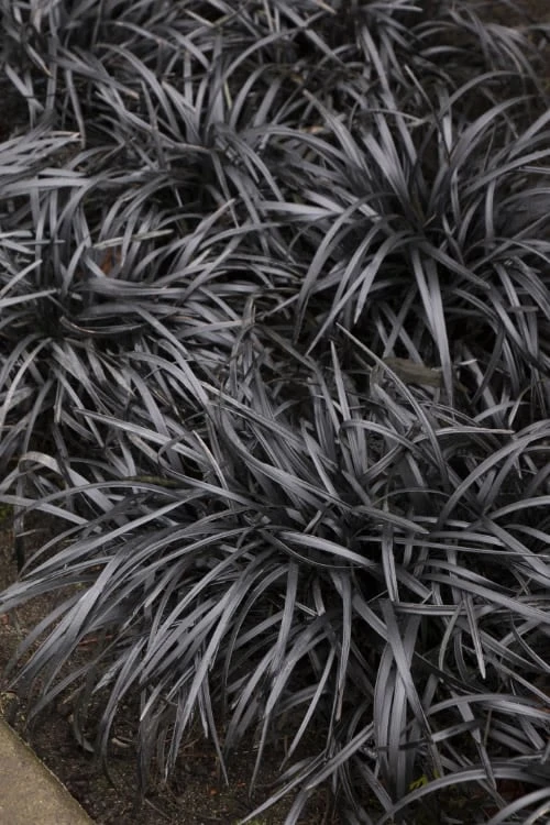 Black Mondo Grass - Ophiopogon Planiscapus 'Nigrescens' - 10 Pack Of Pint Pots 1 Black Mondo Grass - Ophiopogon Planiscapus 'Nigrescens' - 10 Pack Of Pint Pots