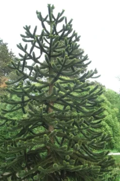 Monkey Puzzle Tree (Araucaria Auracana) - 1 Gallon Pot (8-10") -Garden & Outdoors Monkey Puzzle Tree 2