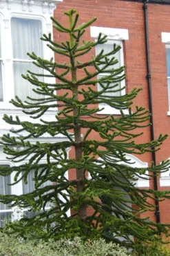 Monkey Puzzle Tree - Araucaria Auracana - 2.5 Quart Pot -Garden & Outdoors Monkey Puzzle Tree 3 1