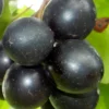 Cowart Black Muscadine Grape Vine - 1 Gallon Pot
