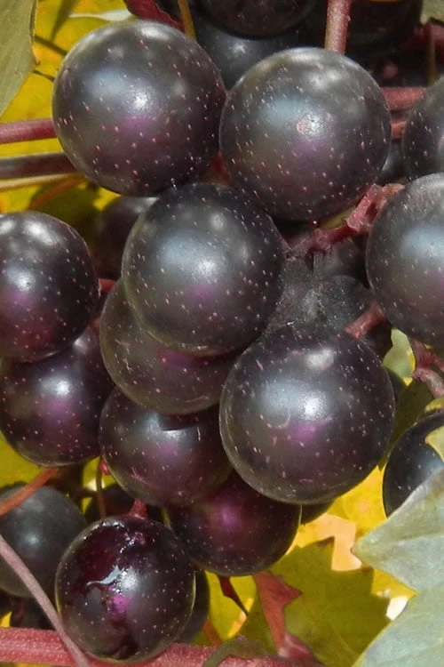 Nesbitt Muscadine Grape Vine - 1 Gallon Pot 1 Nesbitt Muscadine Grape Vine - 1 Gallon Pot