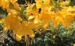 Admiral Semmes Native Azalea - Rhododendron - 3 Gallon Pot -Garden & Outdoors Native Azalea Admiral Semmes 12