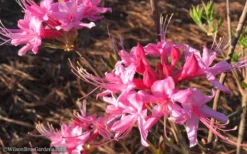 Candy Striper Native Azalea - Rhododendron Canescens - 3 Gallon Pot -Garden & Outdoors Native Azalea Candy Striper 1