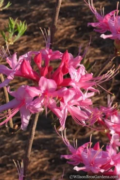 Candy Striper Native Azalea - Rhododendron Canescens - 3 Gallon Pot -Garden & Outdoors Native Azalea Candy Striper 2