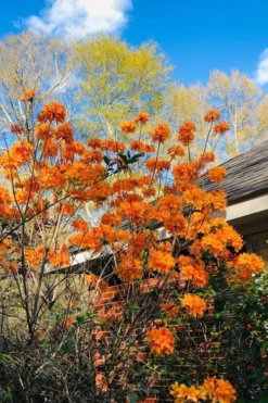 Clowning Around Native Azalea - Rhododendron Austrinum - 1 Gallon Pot