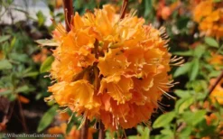 Dons Variegated Native Azalea - Rhododendron - 3 Gallon Pot -Garden & Outdoors Native Azalea Dons Variegated 10