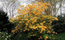 Escatawpa Florida Flame Native Azalea (Rhododendron Austrinum) - 3 Gallon Pot -Garden & Outdoors Native Azalea Escatawpa 4