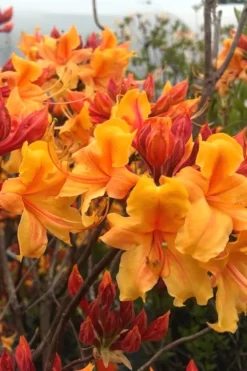 Four Kings Aromi Azalea (Rhododendron Hybrid) - 3 Gallon Pot -Garden & Outdoors Native Azalea Four Kings 8