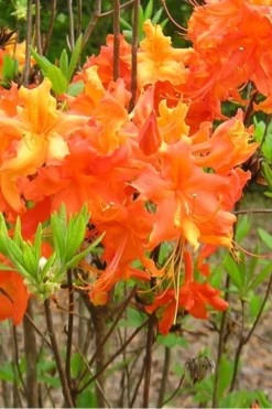 Frontier Gold Aromi Azalea (Rhododendron Hybrid) - 3 Gallon Pot -Garden & Outdoors Native Azalea Frontier Gold 2