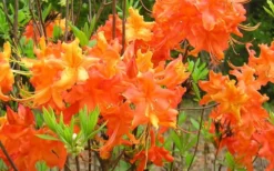 Frontier Gold Aromi Azalea (Rhododendron Hybrid) - 3 Gallon Pot -Garden & Outdoors Native Azalea Frontier Gold 4