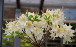 High Tide Aromi Azalea (Deciduous Rhododendron Hybrid) - 3 Gallon Pot 8 High Tide Aromi Azalea (Deciduous Rhododendron Hybrid) - 3 Gallon Pot -Garden & Outdoors Native Azalea High Tide 2