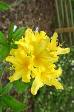 Lemonade Aromi Azalea (Rhododendron Hybrid) - 1 Gallon Pot -Garden & Outdoors Native Azalea Lemonade 10