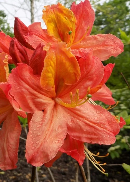 Mary Poppins Azalea (Rhododendron) - 5 Gallon Pot 1 Mary Poppins Azalea (Rhododendron) - 5 Gallon Pot