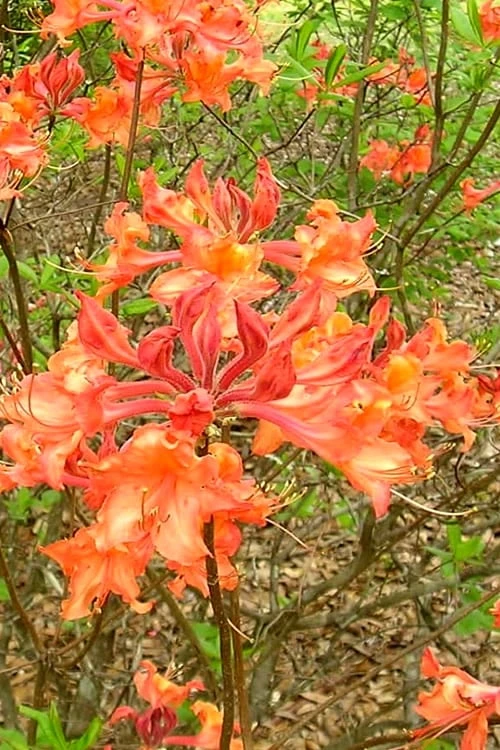 Mauvilla Gold Aromi Azalea (Rhododendron Hybrid) - 1 Gallon Pot 1 Mauvilla Gold Aromi Azalea (Rhododendron Hybrid) - 1 Gallon Pot