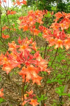 Mauvilla Gold Aromi Azalea (Rhododendron Hybrid) - 1 Gallon Pot 9 Mauvilla Gold Aromi Azalea (Rhododendron Hybrid) - 1 Gallon Pot -Garden & Outdoors Native Azalea Mauvila Gold 2