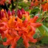 Oconee Native Azalea - Rhododendron Flammeum Speciosum - 3 Gallon Pot
