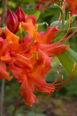 Oconee Native Azalea - Rhododendron Flammeum Speciosum - 3 Gallon Pot 9 Oconee Native Azalea - Rhododendron Flammeum Speciosum - 3 Gallon Pot -Garden & Outdoors Native Azalea Oconee Flammeum 12