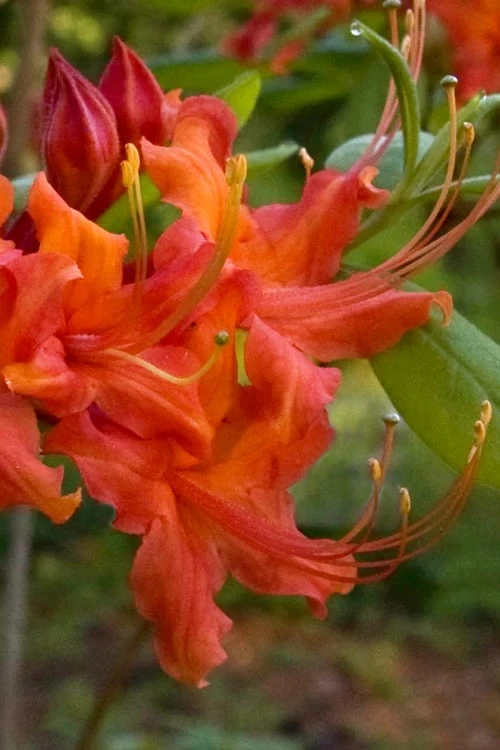 Oconee Native Azalea - Rhododendron Flammeum Speciosum - 3 Gallon Pot 4 Oconee Native Azalea - Rhododendron Flammeum Speciosum - 3 Gallon Pot - Image 4