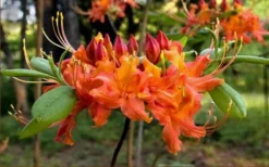 Oconee Native Azalea - Rhododendron Flammeum Speciosum - 3 Gallon Pot 11 Oconee Native Azalea - Rhododendron Flammeum Speciosum - 3 Gallon Pot -Garden & Outdoors Native Azalea Oconee Flammeum 20