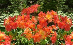 Oconee Native Azalea - Rhododendron Flammeum Speciosum - 3 Gallon Pot 10 Oconee Native Azalea - Rhododendron Flammeum Speciosum - 3 Gallon Pot -Garden & Outdoors Native Azalea Oconee Flammeum 4