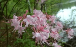 Pink Alabama Native Azalea - Rhododendron - 3 Gallon Pot -Garden & Outdoors Native Azalea Pink Alabamense 3