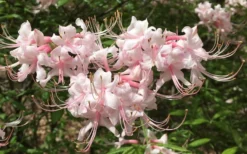 Pink Alabama Native Azalea - Rhododendron - 3 Gallon Pot -Garden & Outdoors Native Azalea Pink Alabamense 7