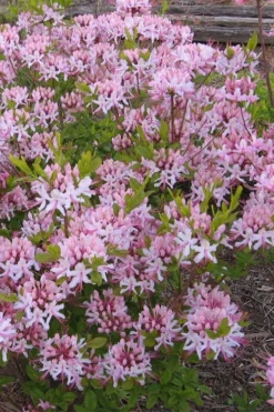 Pinxterbloom Azalea (Rhododendron Periclymenoides) - 3 Gallon Pot 14 Pinxterbloom Azalea (Rhododendron Periclymenoides) - 3 Gallon Pot -Garden & Outdoors Native Azalea Pinxterbloom 1