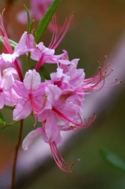 Pinxterbloom Azalea (Rhododendron Periclymenoides) - 3 Gallon Pot 19 Pinxterbloom Azalea (Rhododendron Periclymenoides) - 3 Gallon Pot -Garden & Outdoors Native Azalea Pinxterbloom 10