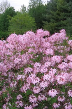 Pinxterbloom Azalea (Rhododendron Periclymenoides) - 3 Gallon Pot 15 Pinxterbloom Azalea (Rhododendron Periclymenoides) - 3 Gallon Pot -Garden & Outdoors Native Azalea Pinxterbloom 3