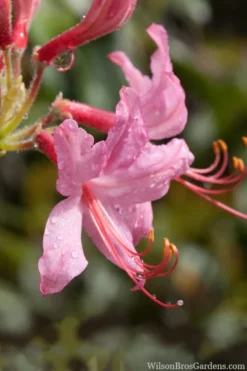 Pinxterbloom Azalea (Rhododendron Periclymenoides) - 3 Gallon Pot 17 Pinxterbloom Azalea (Rhododendron Periclymenoides) - 3 Gallon Pot -Garden & Outdoors Native Azalea Pinxterbloom 8
