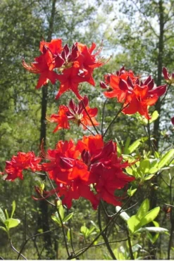 Radiant Red Aromi Azalea (Rhododendron Hybrid) - 3 Gallon Pot 7 Radiant Red Aromi Azalea (Rhododendron Hybrid) - 3 Gallon Pot -Garden & Outdoors Native Azalea Radiant Red 6