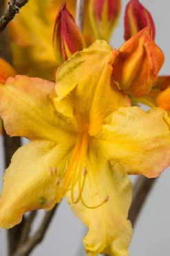 Solar Flare Sunbow Azalea - 3 Gallon Pot -Garden & Outdoors Native Azalea Solar Flare Sunbow BS