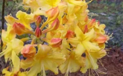 Solar Flare Sunbow Azalea - 3 Gallon Pot -Garden & Outdoors Native Azalea Solor Flare Sunbow 3