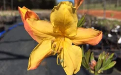 Spring Fanfare Aromi Azalea (Rhododendron Hybrid) - 1 Gallon Pot -Garden & Outdoors Native Azalea Spring Fanfare 3