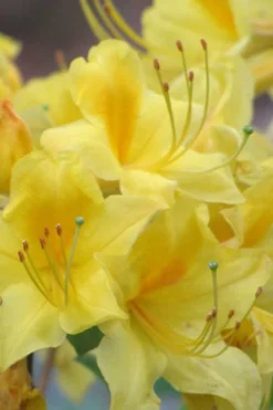 Sunny Side Up Aromi Azalea (Rhododendron Hybrid) - 3 Gallon Pot -Garden & Outdoors Native Azalea Sunny Side Up 6