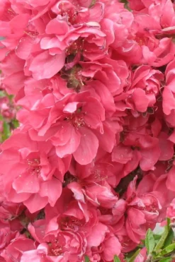 Bonanza Dwarf Patio Peach Tree - 2 Gallon Pot 11 Bonanza Dwarf Patio Peach Tree - 2 Gallon Pot -Garden & Outdoors Peach Bonanza 3