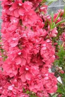 Bonanza Dwarf Patio Peach Tree - 2 Gallon Pot 14 Bonanza Dwarf Patio Peach Tree - 2 Gallon Pot -Garden & Outdoors Peach Bonanza 4