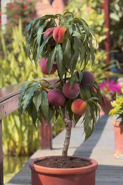 Bonanza Dwarf Patio Peach Tree - 2 Gallon Pot 1 Bonanza Dwarf Patio Peach Tree - 2 Gallon Pot